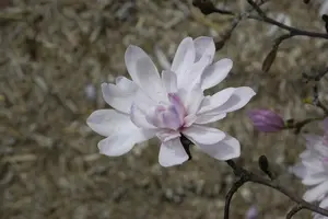 Magnolia stellata 'Rosea' - P9 - image 5