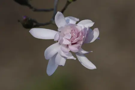 Magnolia stellata 'Rosea' - 20-25 CM P9 - image 4