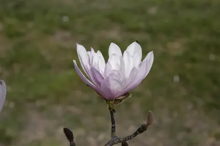 Magnolia stellata 'Rosea' - 80-100 CM C7.5 - image 2