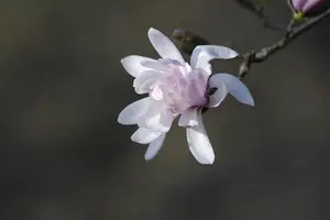 Magnolia stellata 'Rosea' - 100-125 CM RB - image 3