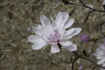 Magnolia stellata 'Rosea' - 300-350 CM CONT - image 4