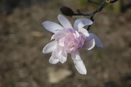 Magnolia stellata 'Rosea' - 300-350 CM CONT - image 5