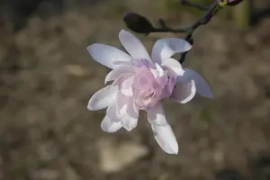 Magnolia stellata 'Rosea' - P10.5 - image 5