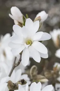 Magnolia stellata 'Royal Star' - 60-80 CM C7 - image 4