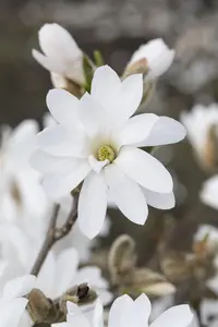 Magnolia stellata 'Royal Star' - 1/2 STDS C10 - image 4