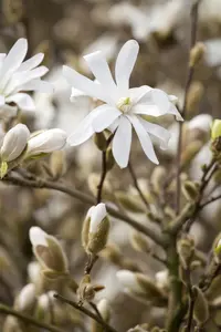 Magnolia stellata 'Royal Star' - MULTISTEM 100-125 CM C25 - image 1
