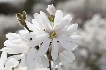 Magnolia stellata 'Royal Star' - 60-80 CM C7 - image 2