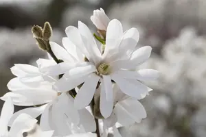 Magnolia stellata 'Royal Star' - 60-80 CM C7 - image 2