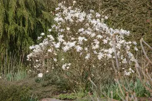 Magnolia stellata 'Royal Star' - 60-80 CM C7 - image 5
