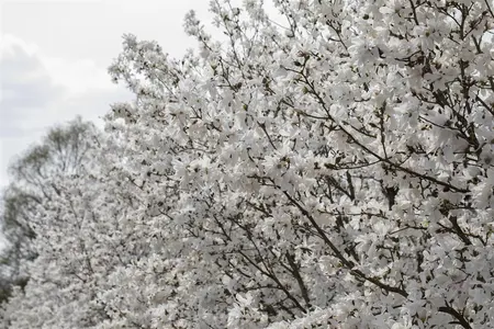 Magnolia stellata 'Royal Star' - 60-80 CM RB - image 3