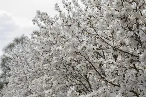 Magnolia stellata 'Royal Star' - 60-80 CM RB - image 3