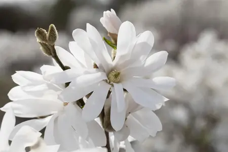Magnolia stellata 'Royal Star' - MULTISTEM 100-125 CM C25 - image 2