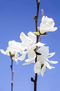 Magnolia stellata 'Waterlily'