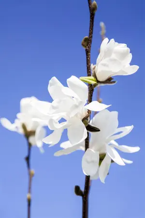 Magnolia stellata 'Waterlily' - 60-80 CM C10 - image 1