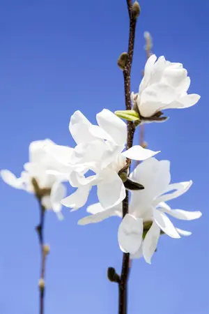 Magnolia stellata 'Waterlily' - 50-60 CM C5 - image 1