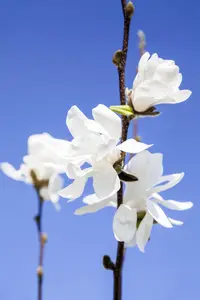 Magnolia stellata 'Waterlily' - 50-60 CM C5 - image 5