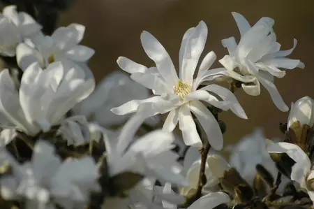 Magnolia stellata 'Waterlily' - 60-80 CM C10 - image 2