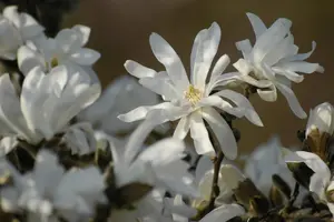 Magnolia stellata 'Waterlily' - 60-80 CM C10 - image 2