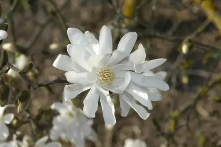 Magnolia stellata 'Waterlily' - 60-80 CM C10 - image 3