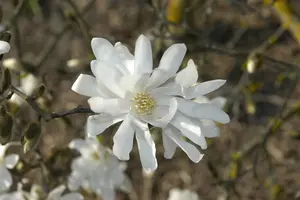 Magnolia stellata 'Waterlily' - 60-80 CM C10 - image 3