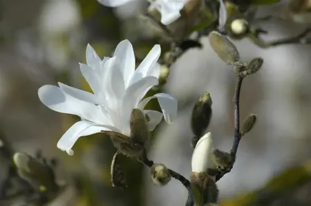 Magnolia stellata 'Waterlily' - 60-80 CM C10 - image 5