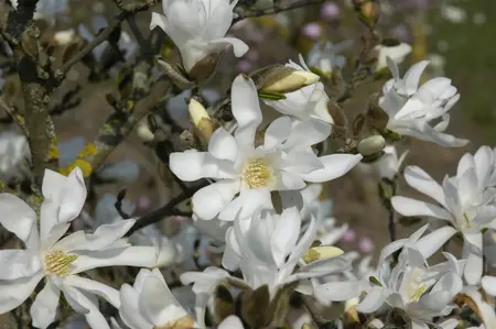 Magnolia stellata 'Waterlily' - 60-80 CM C15 - image 4