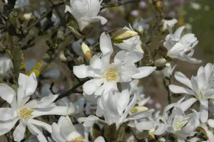 Magnolia stellata 'Waterlily' - 50-60 CM C5 - image 4