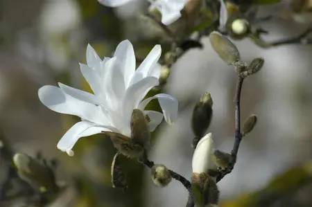 Magnolia stellata 'Waterlily' - P12 - image 4