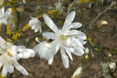 Magnolia stellata 'Waterlily' - P12 - image 5