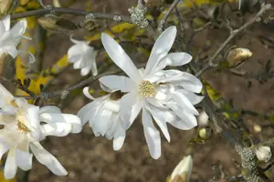 Magnolia stellata 'Waterlily' - P12 - image 5