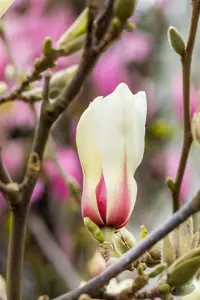 Magnolia 'Sunrise' - 60-80 CM C10 - image 3