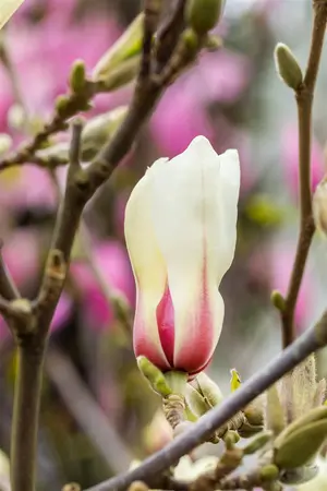 Magnolia 'Sunrise' - 30-40 CM C2 - image 3