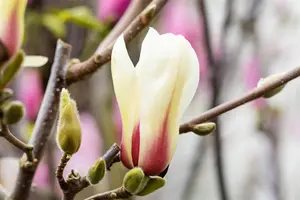 Magnolia 'Sunrise' - 80-100 CM C10 - image 2