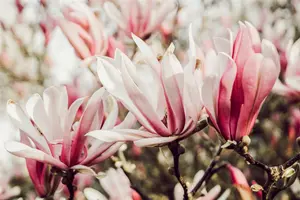 Magnolia 'Sunrise' - 180 CM STEM C15 - image 1