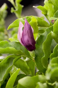 Magnolia 'Susan' - 20 Ltr pot - image 4