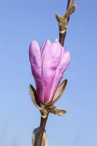 Magnolia 'Susan' - 90 CM STEM C50 - image 5
