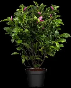 Magnolia 'Susan' - 125-150 CM C50 - image 1