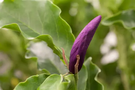 Magnolia 'Susan' - 20 Ltr pot - image 5