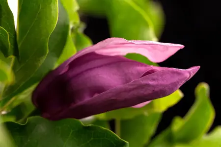 Magnolia 'Susan' - 1/2 STD C50 - image 2
