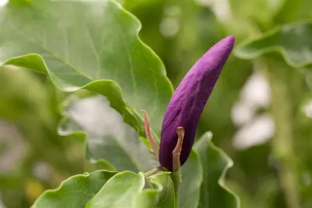 Magnolia 'Susan' - 150-175 CM C40 - image 3