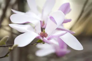 Magnolia 'Susan' - 175-200 CM 45 L - image 4