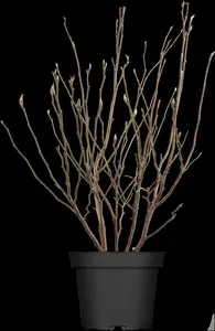 Magnolia 'Susan' - 20 Ltr pot - image 3