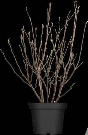 Magnolia 'Susan' - 125-150 CM RB - image 3