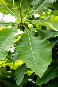 Magnolia tripetala - MULTISTEM 200-250 CM C45 - image 2