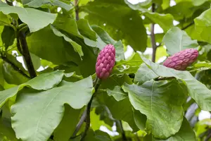 Magnolia tripetala