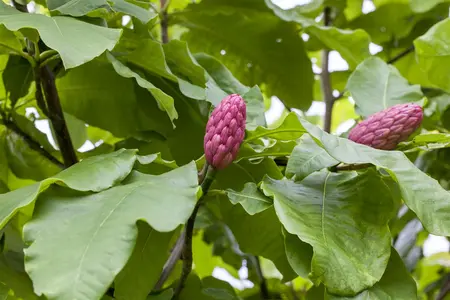 Magnolia tripetala - 250-300 CM C80 - image 1