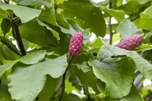 Magnolia tripetala - MULTISTEM 200-250 CM C45 - image 1