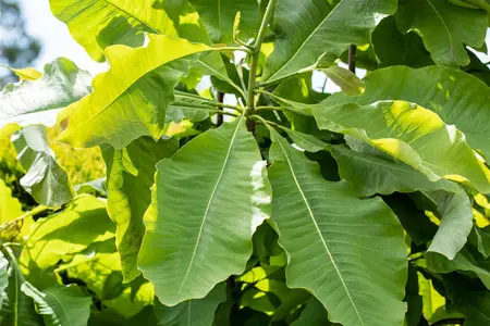 Magnolia tripetala - MULTISTEM 200-250 CM C45 - image 3