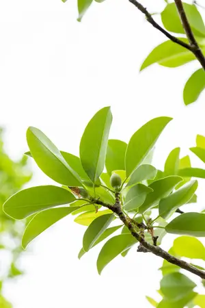 Magnolia virginiana - 60-80 CM RB - image 2