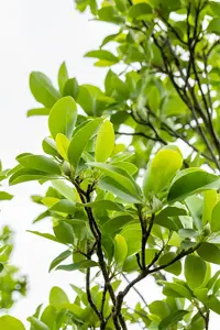 Magnolia virginiana - 80-100 CM RB - image 4